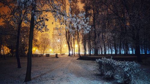 Trees in park during winter