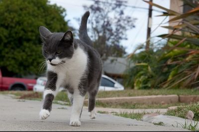 Cat looking away