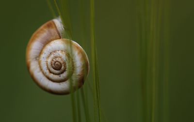 Close-up of snail on leaf