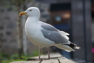 Close-up of seagull