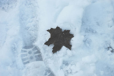 High angle view of lizard on snow