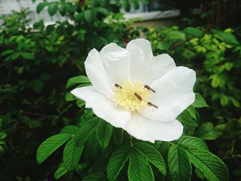 Close-up of white flower