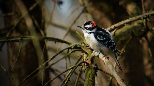 Close-up of bird perching on branch