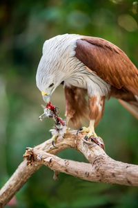 Close-up of bird perching on branch