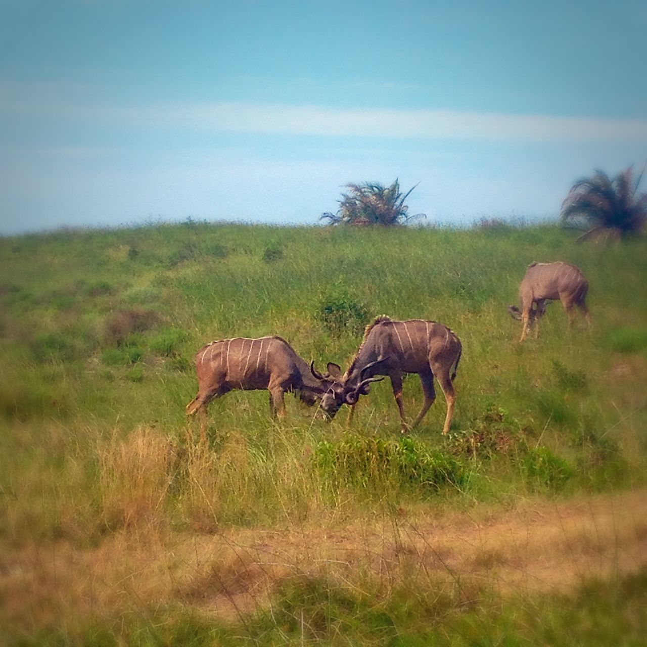 animal themes, grass, animals in the wild, field, mammal, wildlife, grazing, livestock, landscape, grassy, herbivorous, nature, tree, standing, full length, sky, domestic animals, young animal, animal family, two animals