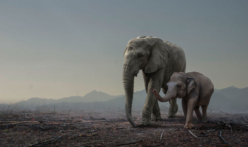 View of elephant on land against sky