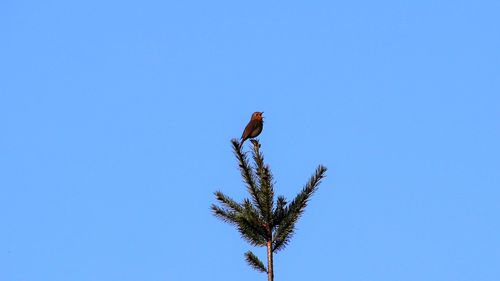 Low angle view of bird perching on plant against blue sky