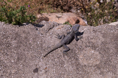 High angle view of lizard on rock