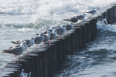 Seagulls perching on wooden post in sea