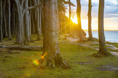 Sunlight streaming through trees in forest