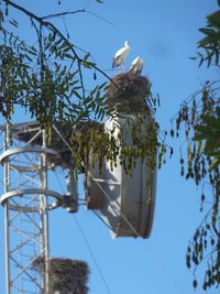 Low angle view of bird on plant against sky