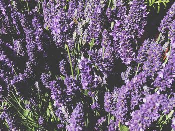 Full frame shot of purple flowering plants