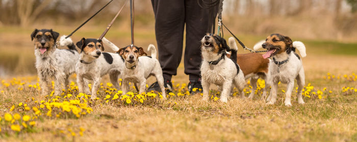 View of dogs on field