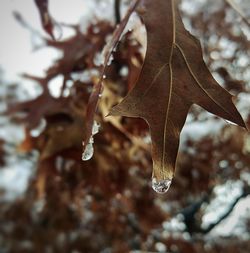 Close-up of water drop on leaf