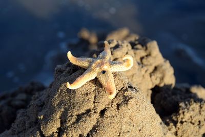 High angle view of dead starfish on sandy beach