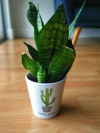 Close-up of succulent plant on table at home