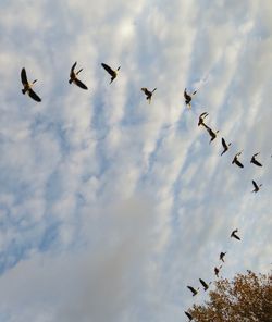 Low angle view of birds flying in sky