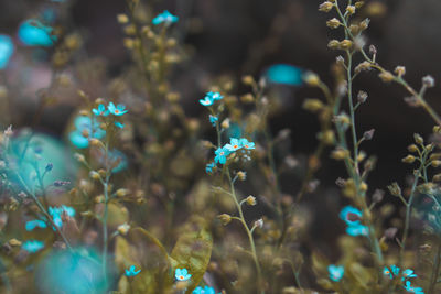 Close-up of flowering plant on field