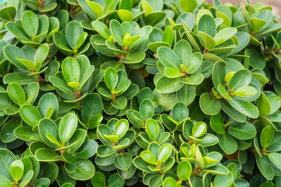 Full frame shot of plants