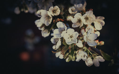 Close-up of white cherry blossoms