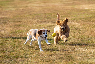 Dogs running on field