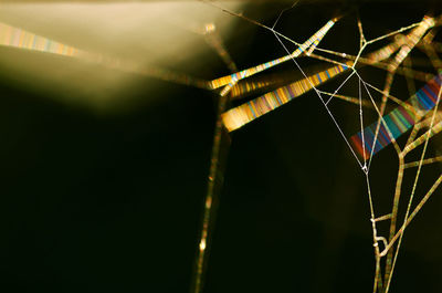 Close-up of spider web against black background