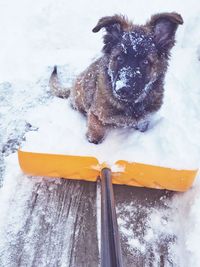 Close-up of dog during winter