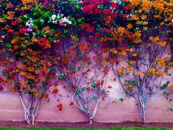 Plant growing on a wall