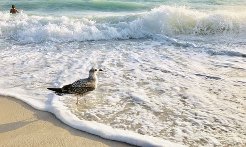 High angle view of seagull on beach