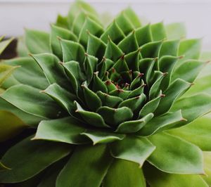 Close-up of succulent plant