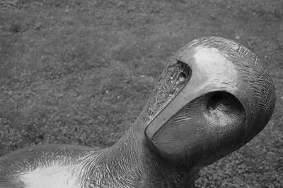 Close-up of bird on field