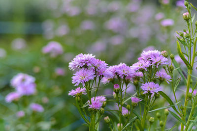 Close-up of pink flowering plants