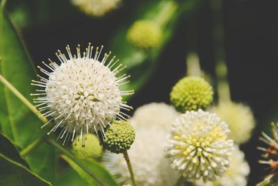 Close-up of flowers blooming outdoors