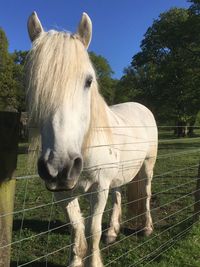 Horse standing by grass against sky