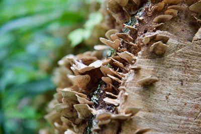 Close-up of mushrooms growing on tree trunk