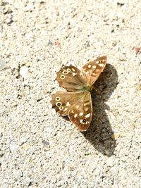 High angle view of butterfly on sand