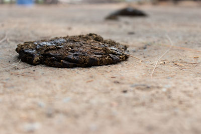 Close-up of crab on sand