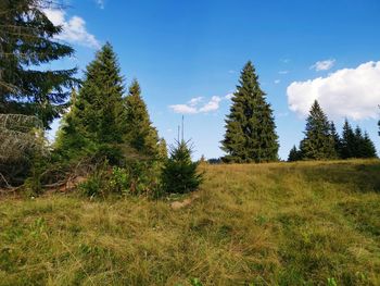 Trees on field against sky