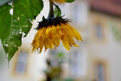 Close-up of bee on yellow flower