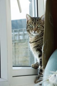 Portrait of cat sitting on window sill at home