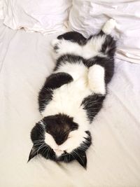 Cat sleeping on bed