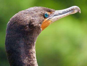 Profile of a cormorant