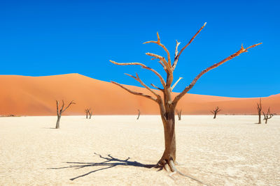 Bare tree on desert against blue sky