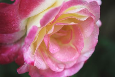 Close-up of wet pink rose