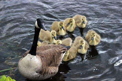 Ducks in lake