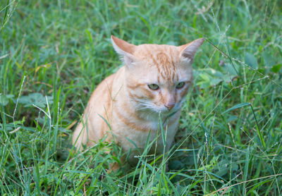 Cat relaxing on field