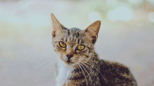 Close-up portrait of tabby cat