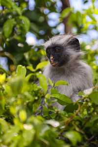 Monkey on a tree