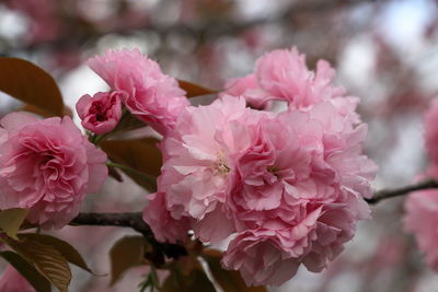 Close-up of pink cherry blossoms