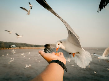 Low angle view of seagull flying against sky